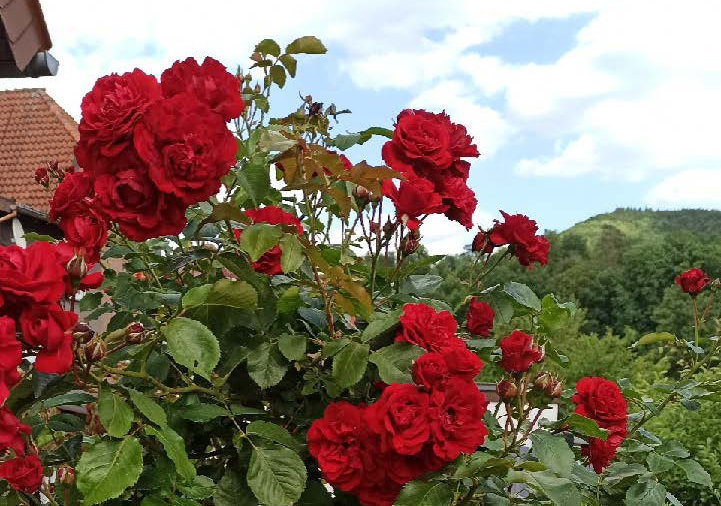 Gemeindebrief Titel Juni 2025